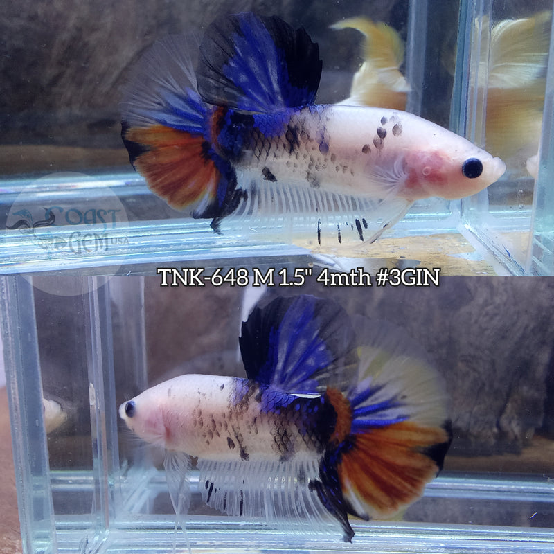 Live Male Betta Classic Fancy Koi Plakat (TNK-648) S171 High quality what you see what you get!!