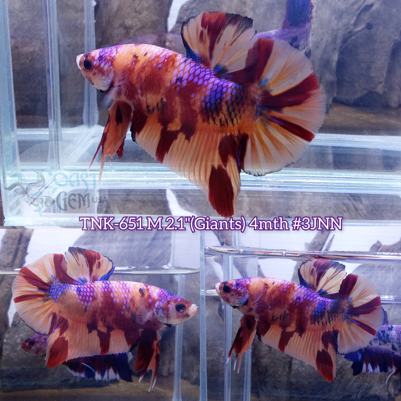 Live Male Betta Nemo Metallic Giants Plakat (TNK-651) S178 High quality what you see what you get!!