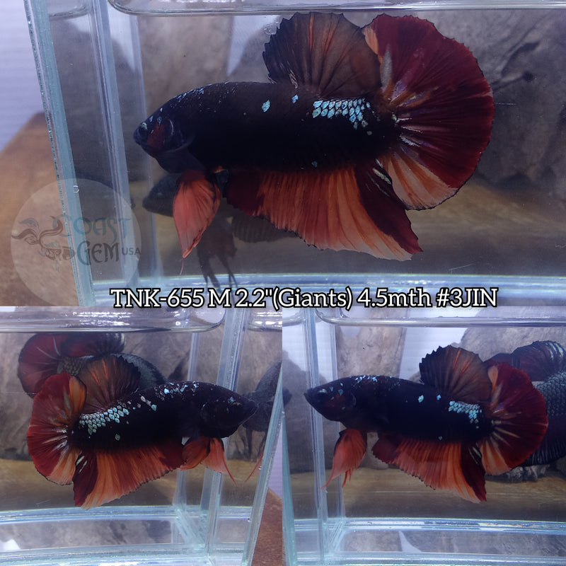 Live Male Betta Black Nemo Giants Plakat (TNK-655) High quality what you see what you get!!