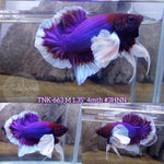 Live Male Betta Purple Butterfly Dumbo Big ear Plakat (TNK-663) High quality what you see what you get!!