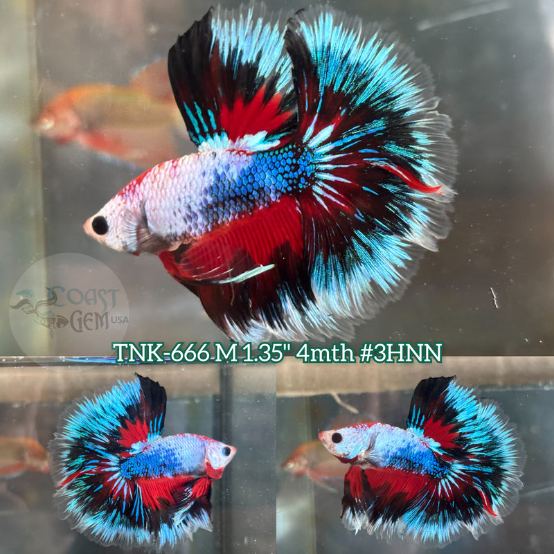 Live Male Betta Black Red Fancy Koi Halfmoon (TNK-666) S244 High quality what you see what you get!!