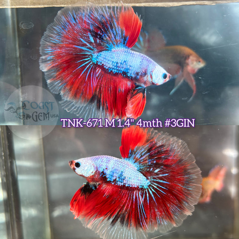Live Male Betta Fancy Red Koi Over Halfmoon (TNK-671) S331 High quality what you see what you get!!
