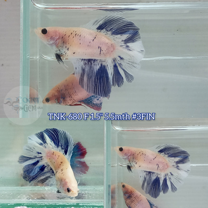 Live Female Betta Blue Grizzle Doubletail Halfmoon (TNK-680) S322 High quality what you see what you get!!