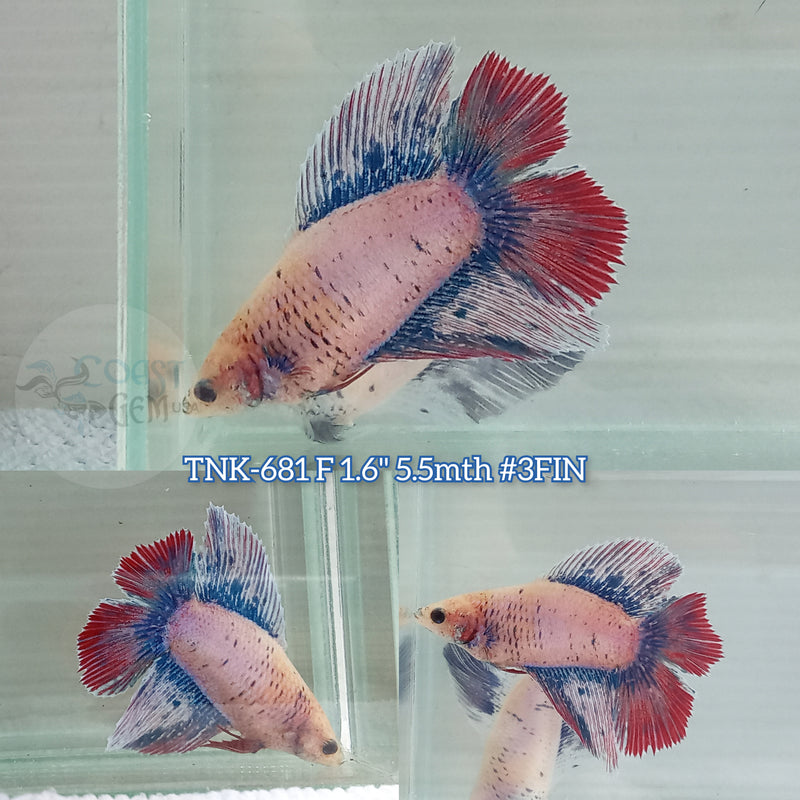 Live Female Betta Red Blue Grizzle Doubletail Halfmoon (TNK-681) S321 High quality what you see what you get!!
