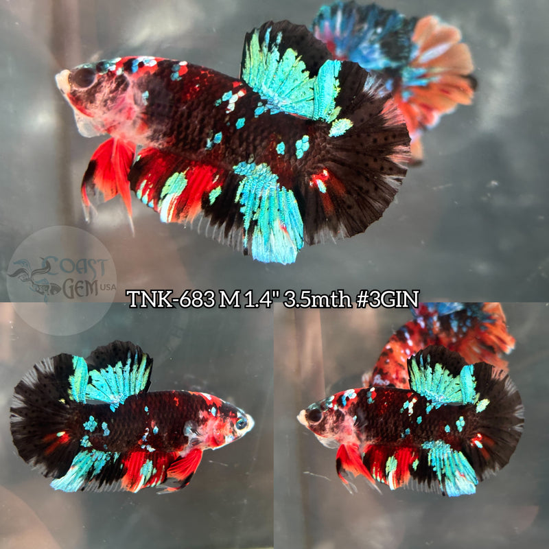 Live Male Betta Black Galaxy koi Plakat (TNK-683) S268 High quality what you see what you get!!