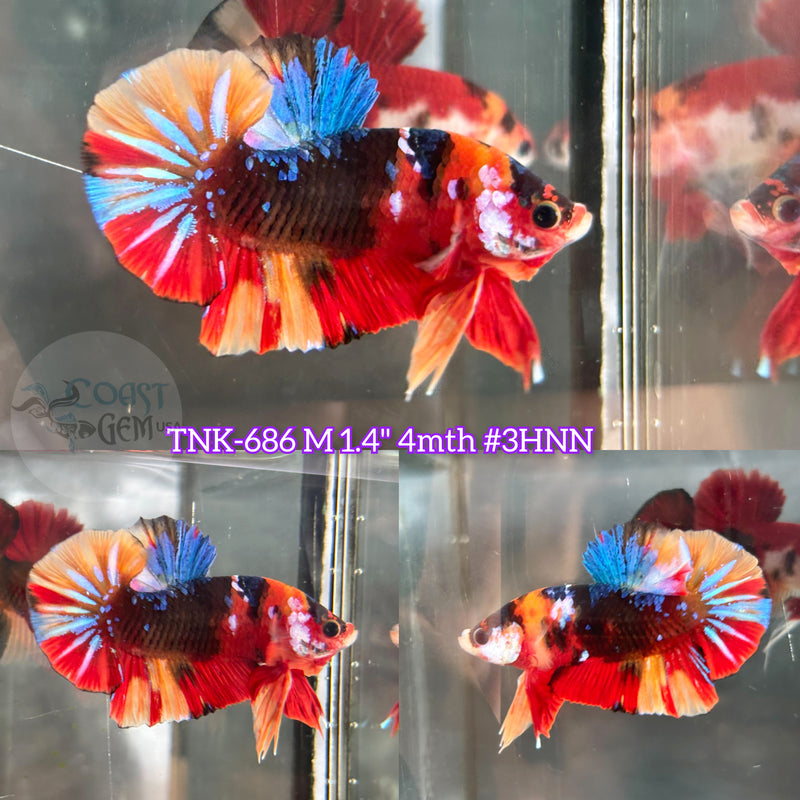Live Male Betta Black Galaxy Nemo Plakat (TNK-686) S349 High quality what you see what you get!!