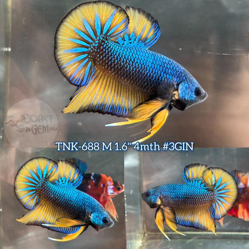 Live Male Betta Blue Yellow Mustard Bigtail Plakat (TNK-688) S039 High quality what you see what you get!!