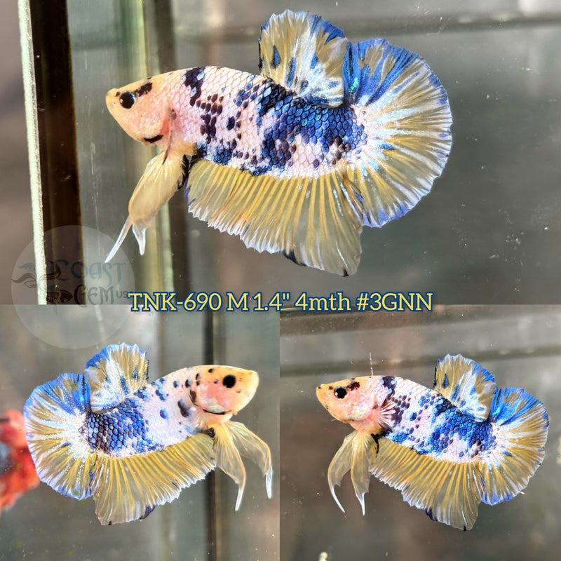 Live Male Betta Yellow blue marble polkadot Plakat (TNK-690) S046 High quality what you see what you get!!