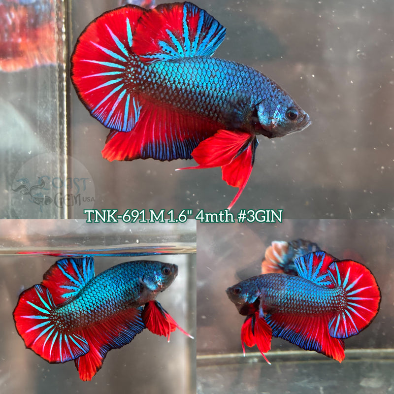 Live Male Betta Green Red Fancy Retro colors Bigtail Plakat (TNK-691) S113 High quality what you see what you get!!