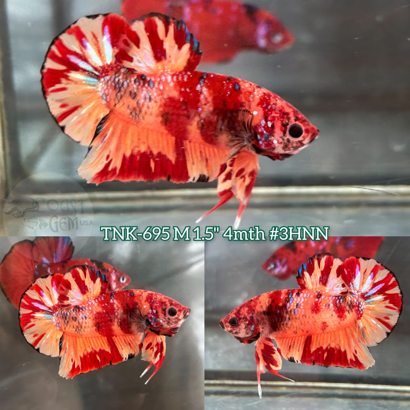 Live Male Betta Red Orange Nemo Fire Plakat (TNK-695) S332 High quality what you see what you get!!