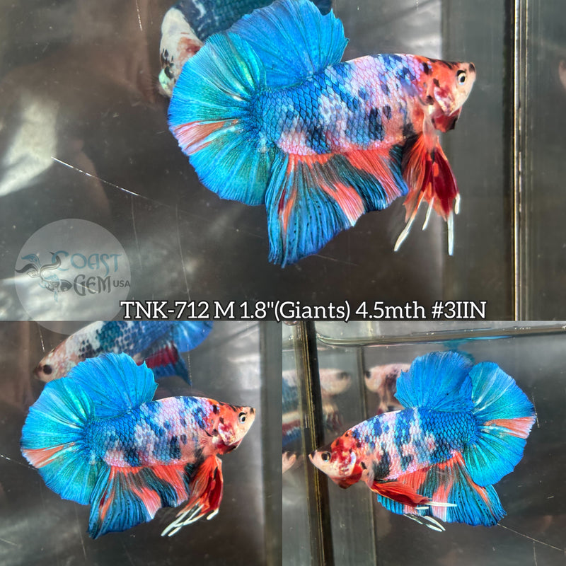 Live Male Betta Blue Orange Fancy marble Giants Plakat (TNK-712) High quality what you see what you get!!