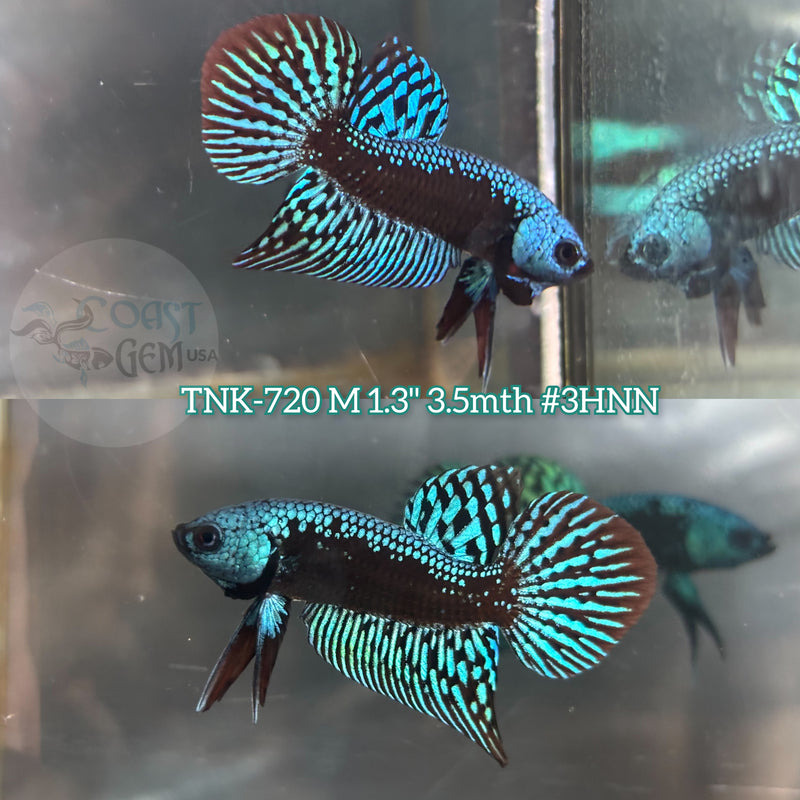 Live Male Betta Green Samurai Alien Hybrid Wild Plakat (TNK-720) S353 High quality what you see what you get!!