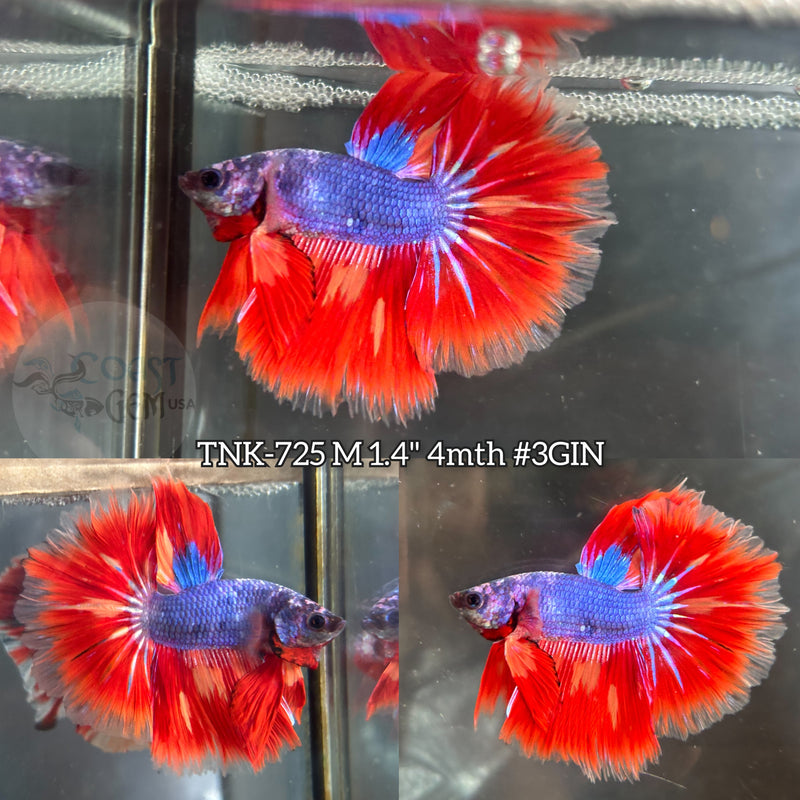 Live Male Betta Red blue Fancy marble Halfmoon (TNK-725) S060 High quality what you see what you get!!