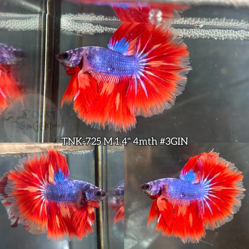 Red Betta Vs Blue Betta Comparison: Ultimate Guide to Color & Care