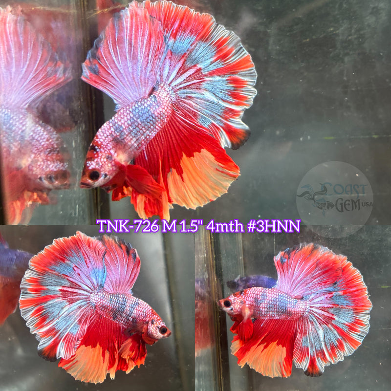 Live Male Betta Red Pink Candy Sweet colors Halfmoon (TNK-726) High quality what you see what you get!!