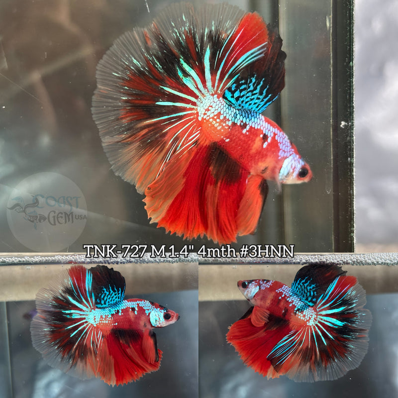 Live Male Betta Red Galaxy Koi Halfmoon (TNK-727) S131  High quality what you see what you get!!