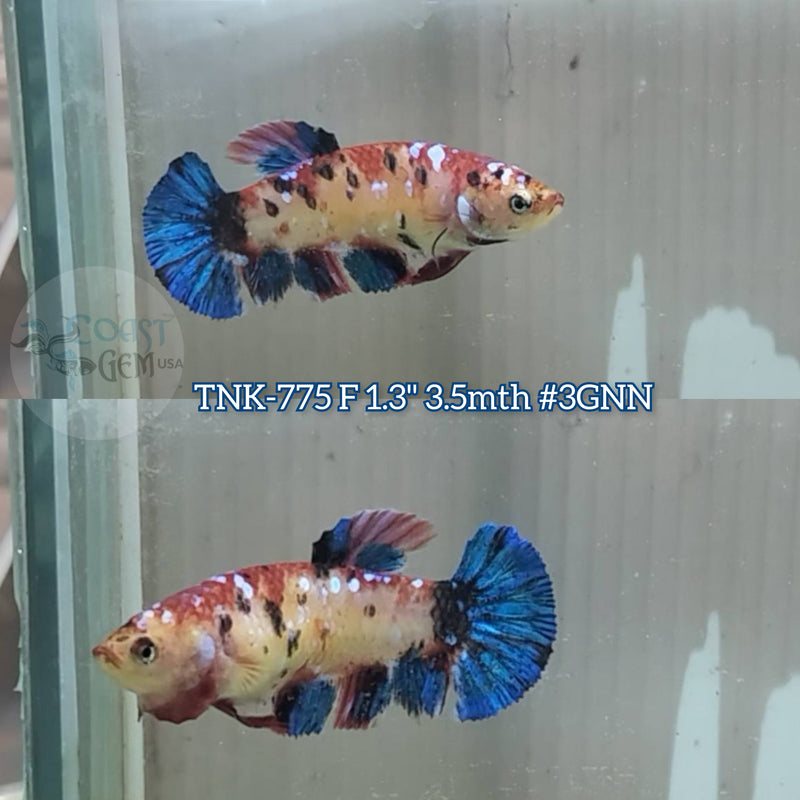 Live Female Betta Galaxy Koi Plakat (TNK-775) S013 High quality what you see what you get!!