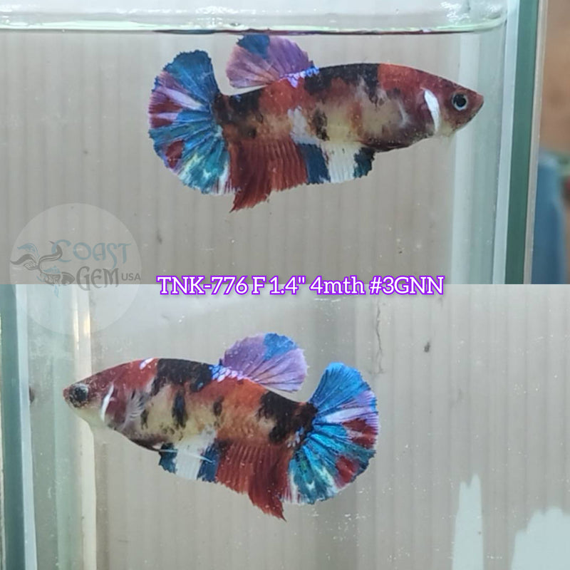 Live Female Betta Red Galaxy Koi Plakat (TNK-776) S310 High quality what you see what you get!!