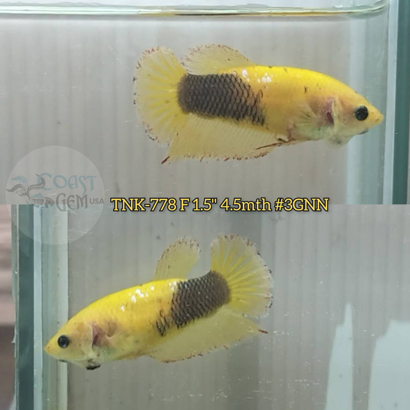Live Female Betta Fancy Yellow Vanda Armageddon Plakat (TNK-778) S236 High quality what you see what you get!!