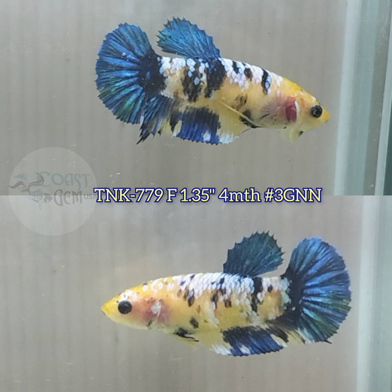 Live Female Betta Yellow blue Galaxy Koi Plakat (TNK-779) S024 High quality what you see what you get!!