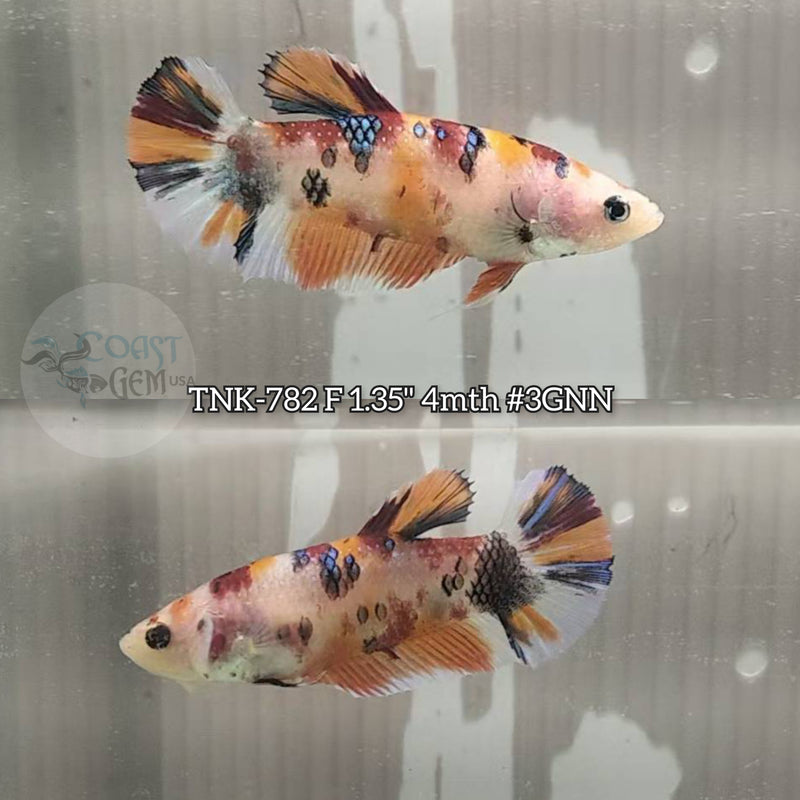 Live Female Betta Orange Nemo Metallic Plakat (TNK-782) S166 High quality what you see what you get!!