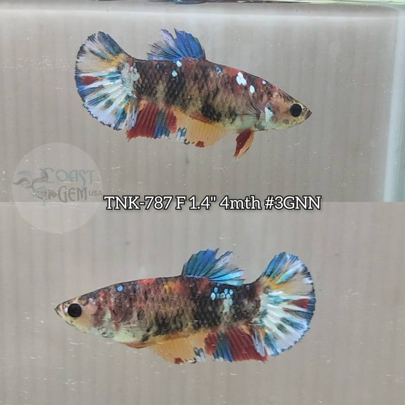 Live Female Betta Galaxy Koi Plakat (TNK-787) S102 High quality what you see what you get!!