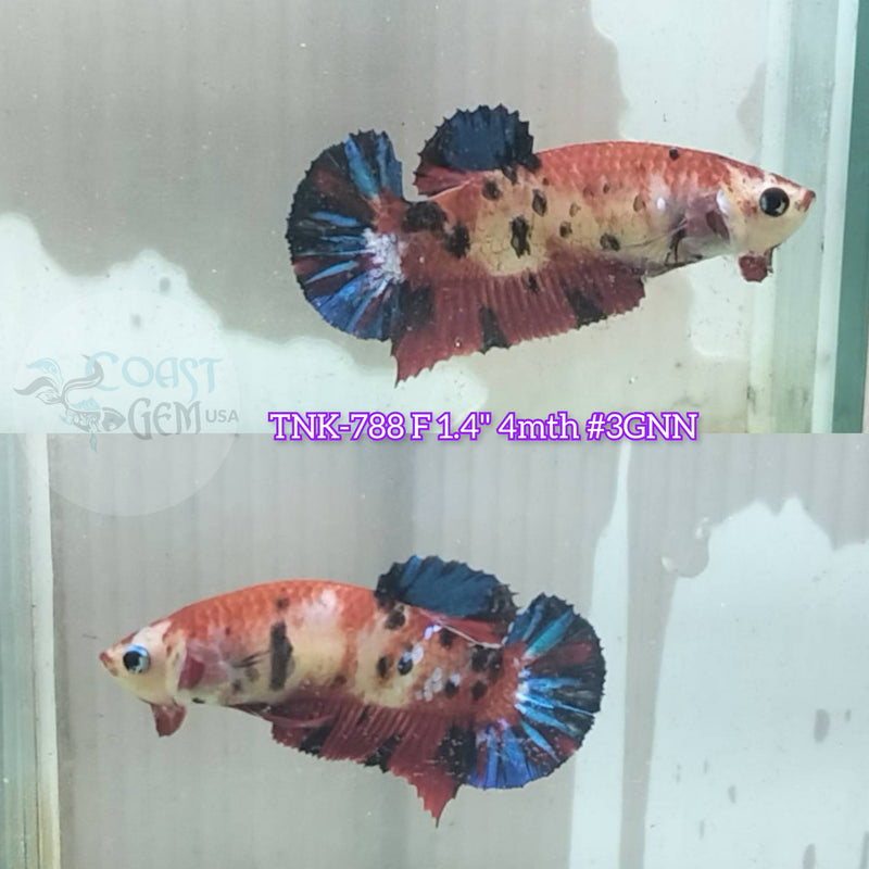 Live Female Betta Red Galaxy Koi Plakat (TNK-788) S169 High quality what you see what you get!!