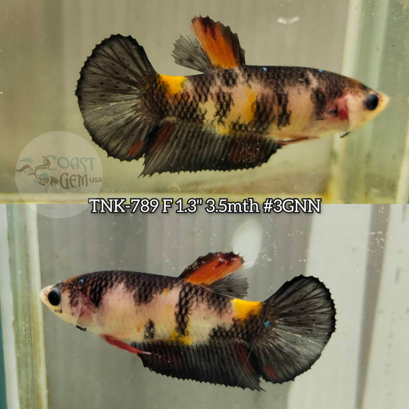 Live Female Betta Classic Black Koi Plakat (TNK-789) S091 High quality what you see what you get!!