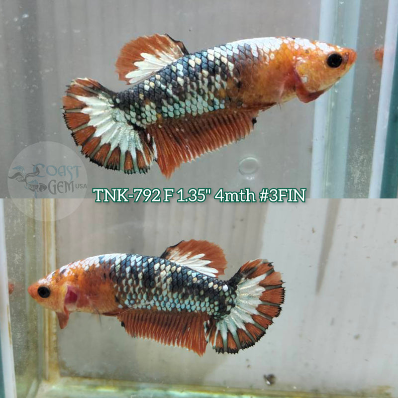 Live Female Betta Fancy Red Base Startail Plakat (TNK-792) S313 High quality what you see what you get!!