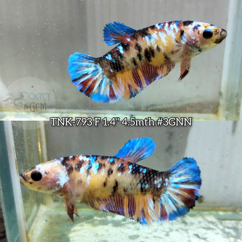 Live Female Betta Galaxy Koi Plakat (TNK-793) S239 High quality what you see what you get!!