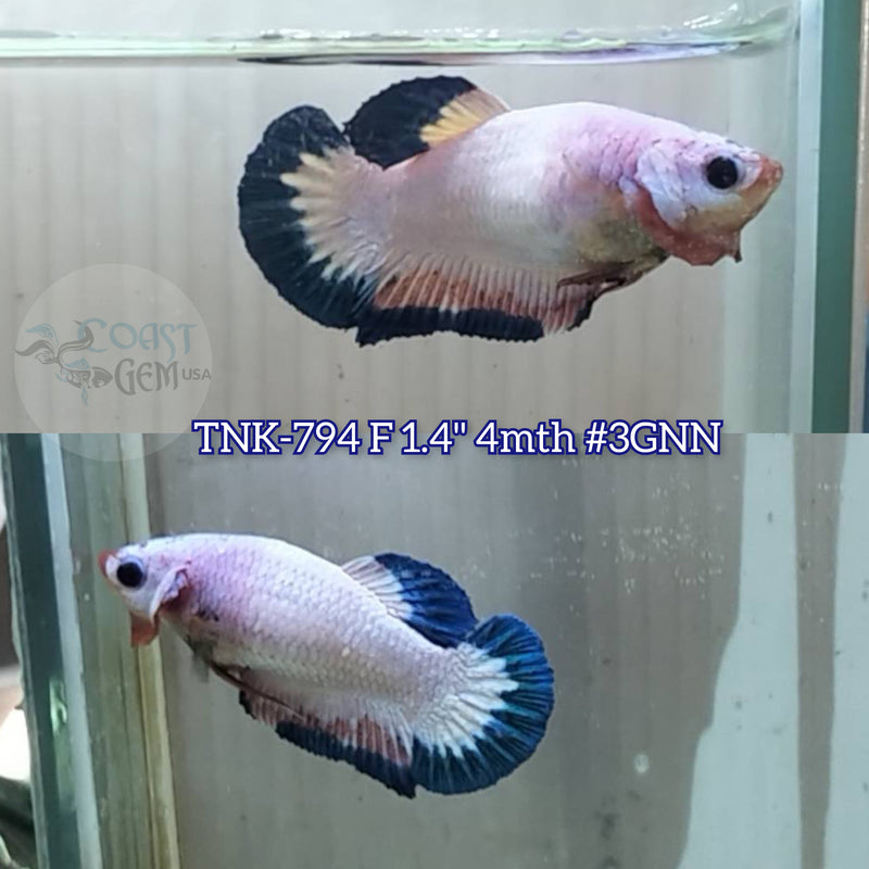 Live Female Betta Blue rim marble Plakat (TNK-794) S240 High quality what you see what you get!!