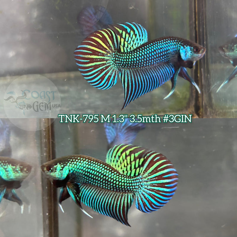 Live Male Betta Green mahachai Wild Plakat (TNK-795) S042 High quality what you see what you get!!