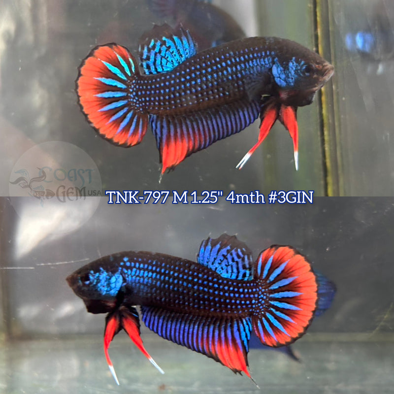 Live Male Betta Blue-red imbellis Wild Plakat (TNK-797) S318 High quality what you see what you get!!