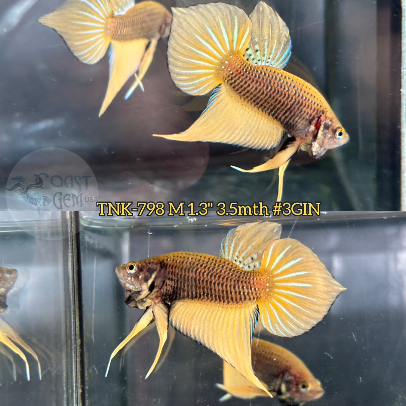 WILD BETTA
