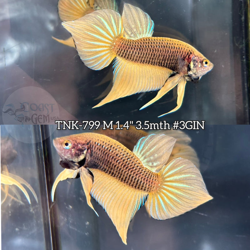 Live Male Betta Yellow pineapple Hybrid Splendens Wild Plakat (TNK-799) S172 High quality what you see what you get!!