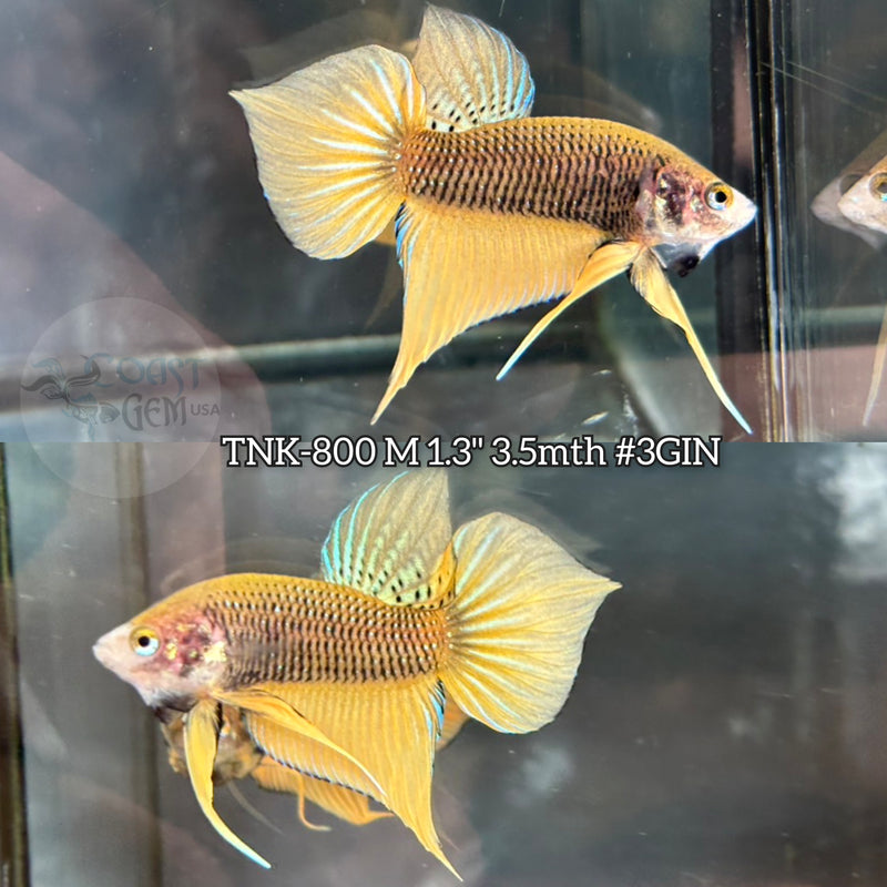Live Male Betta Yellow pineapple Hybrid Splendens Wild Plakat (TNK-800) S246 High quality what you see what you get!!