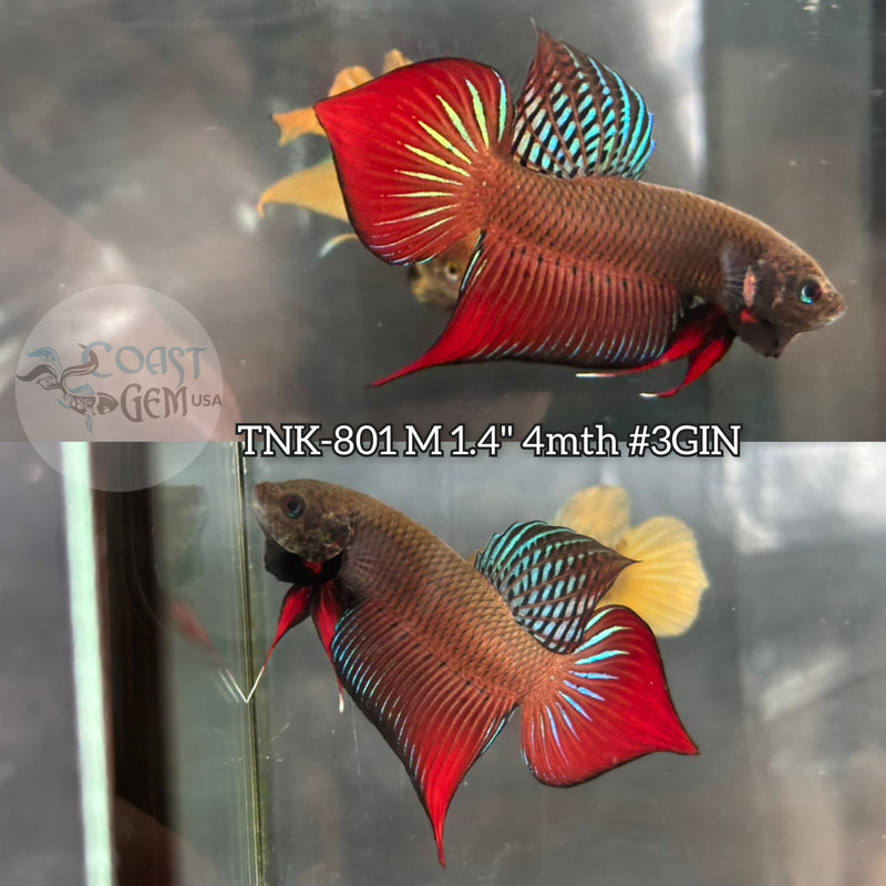 Live Male Betta Red-Green Splendens Wild Plakat (TNK-801) S245 High quality what you see what you get!!
