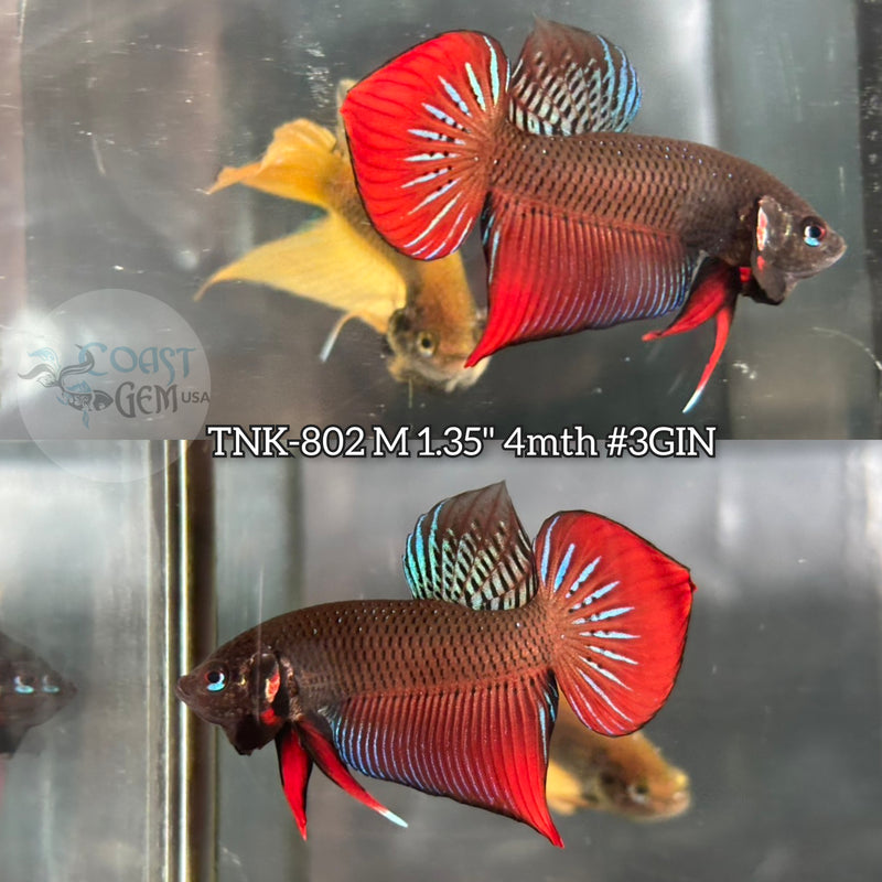 Live Male Betta Red-Green Splendens Wild Plakat (TNK-802) S179  High quality what you see what you get!!