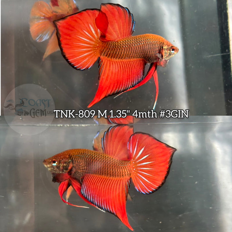 Live Male Betta Orange Hybrid Splendens Wild Plakat (TNK-809) S126 High quality what you see what you get!!