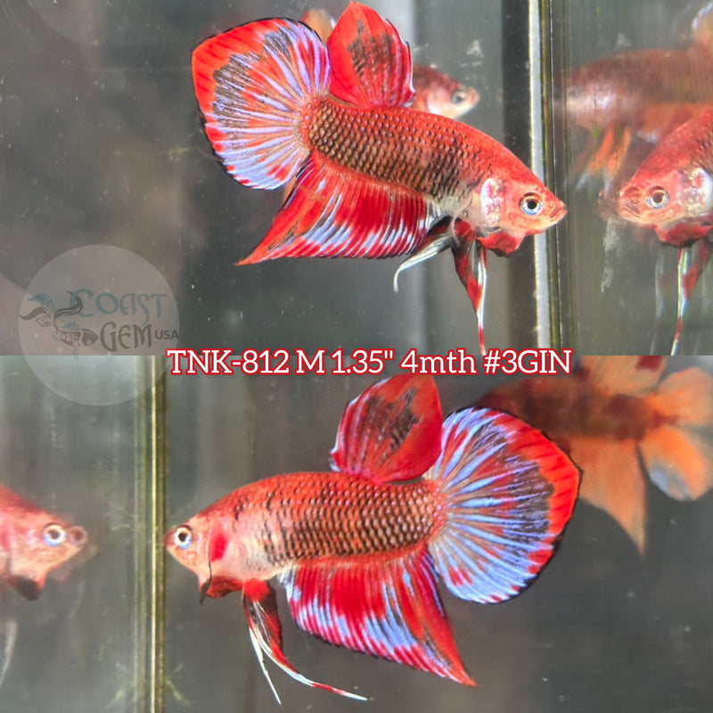 Live Male Betta Fantasy Red Hybrid Splendens Wild Plakat (TNK-812) S114 High quality what you see what you get!!