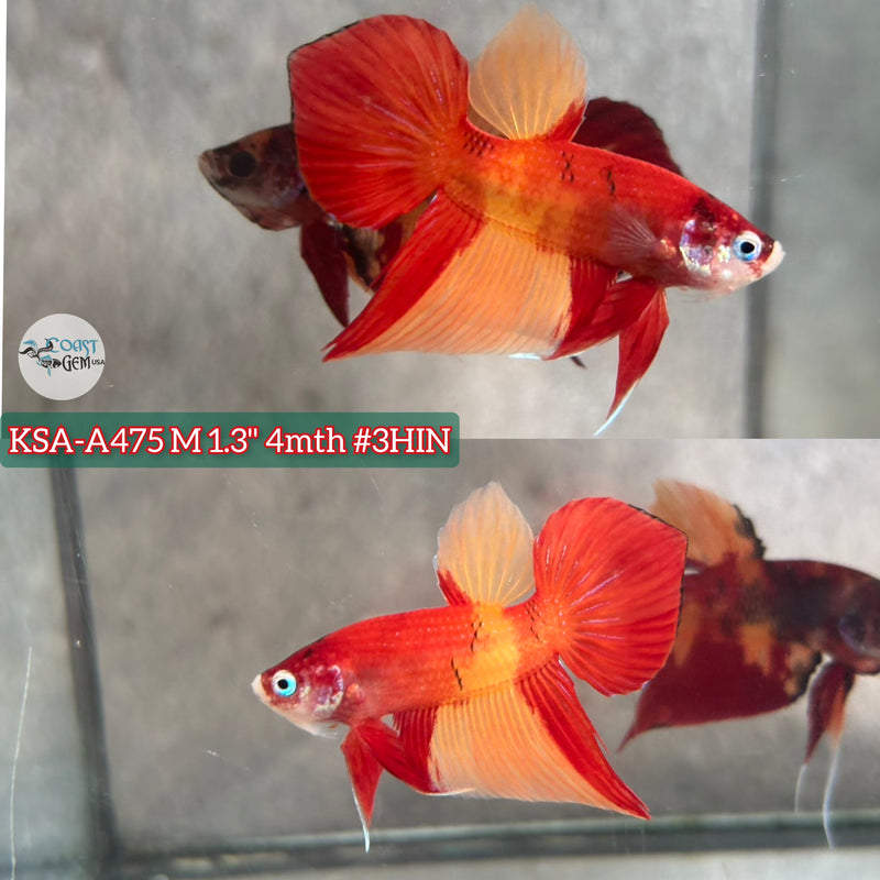 Live Male Betta Fantasy Two tone colors Splendens Hybrid Wild Plakat (KSA-A475) High quality what you see what you get!!