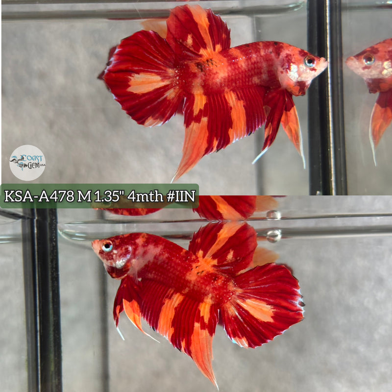 Live Male Betta Red Fire Fantasy Splendens Hybrid Wild Plakat (KSA-A478) High quality what you see what you get!!