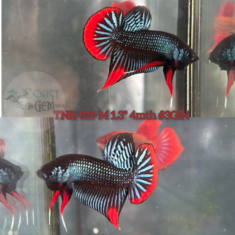 Live Male Betta Grey-Red  imbellis Wild Plakat (TNK-819) S366 High quality what you see what you get!!