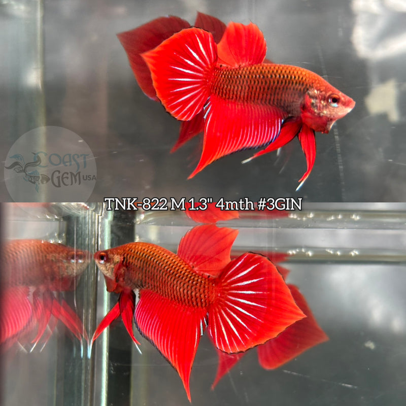 Live Male Betta Red Splendens Hybrid Wild Plakat (TNK-822) S340 High quality what you see what you get!!
