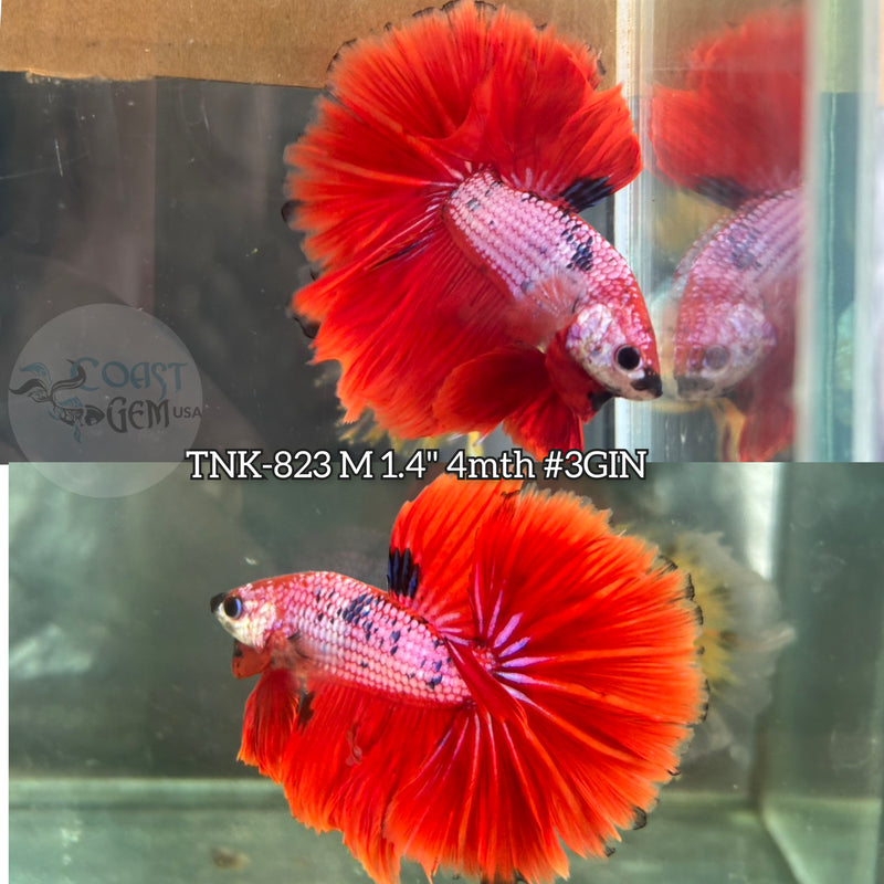 Live Male Betta Red Fancy Koi Over Halfmoon (TNK-823) S345 High quality what you see what you get!!