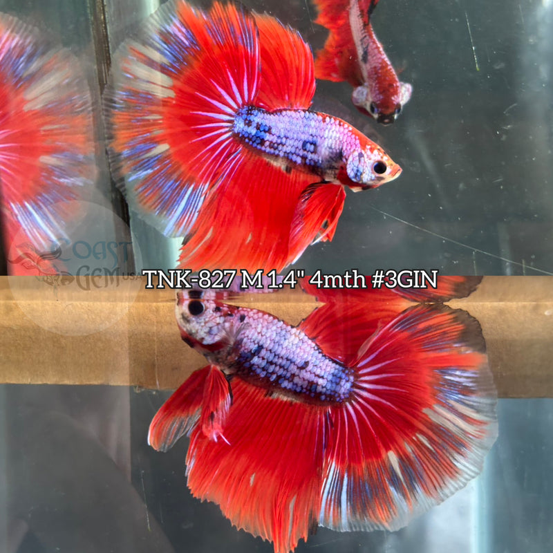Live Male Betta Red Fancy marble Halfmoon (TNK-827) S364 High quality what you see what you get!!