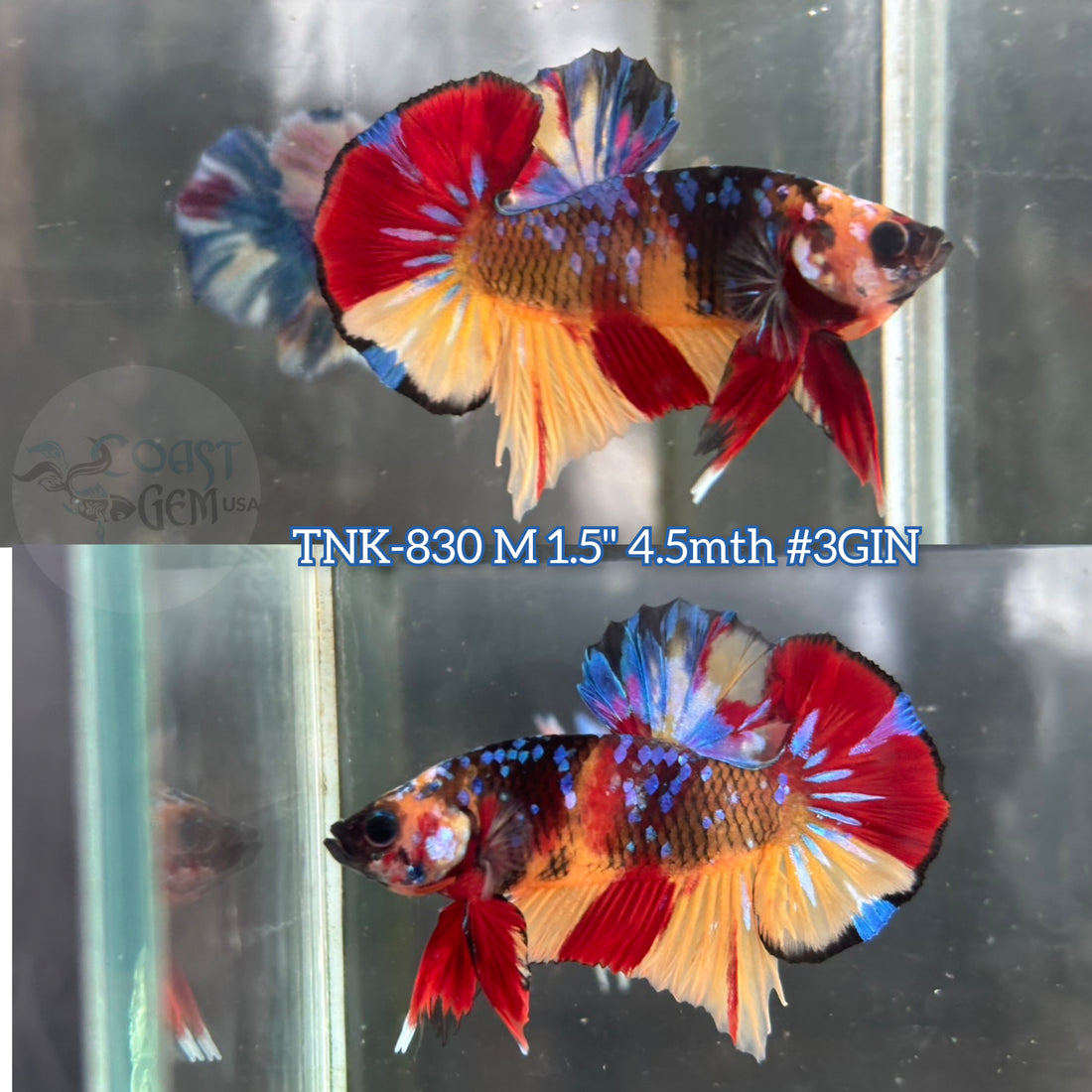 Live Male Betta Black Galaxy Nemo Plakat (TNK-830) R10A04 High quality what you see what you get!!