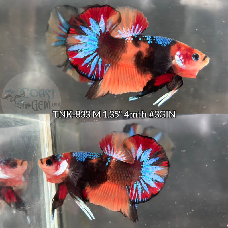Live Male Betta Black Galaxy Nemo Plakat (TNK-833) R10A02 High quality what you see what you get!!