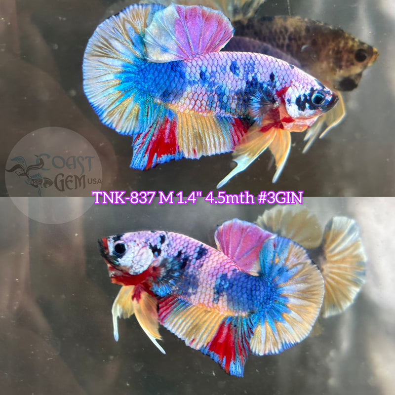 Live Male Betta Candy marble Sweet tone Plakat (TNK-837) R10A08 High quality what you see what you get!!