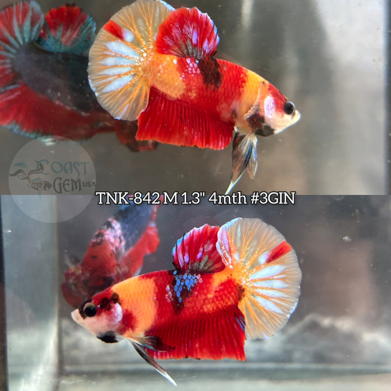 Live Male Betta Classic Nemo Koi Plakat (TNK-842) R10A14 High quality what you see what you get!!